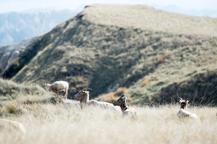 Badlands National Park — photo 11