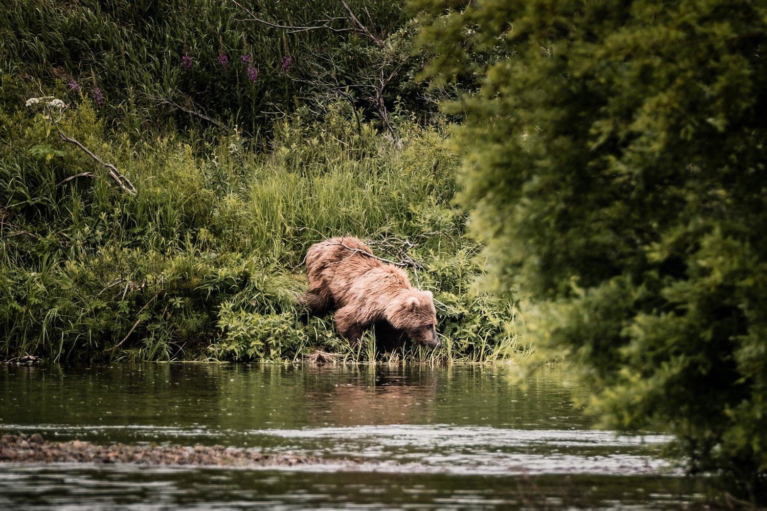 Katmai National Park Alaska — photo 12