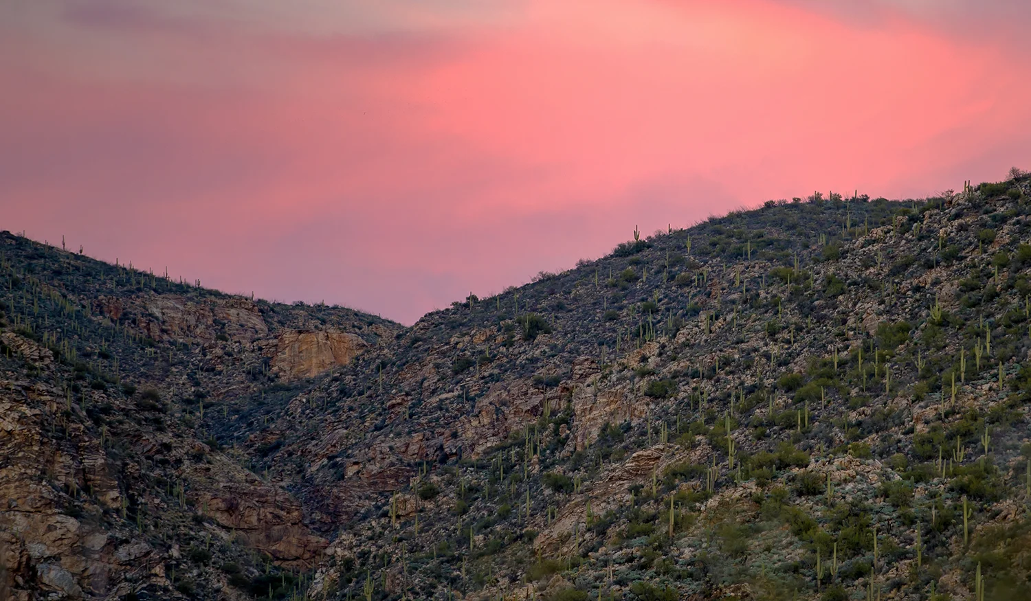 Saguaro National Park — photo 9