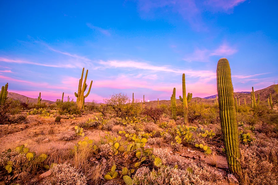 Saguaro National Park — photo 10