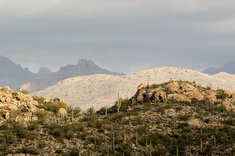 Saguaro National Park — photo 12