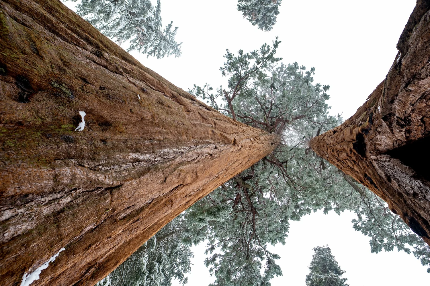 Sequoia National Park — photo 9