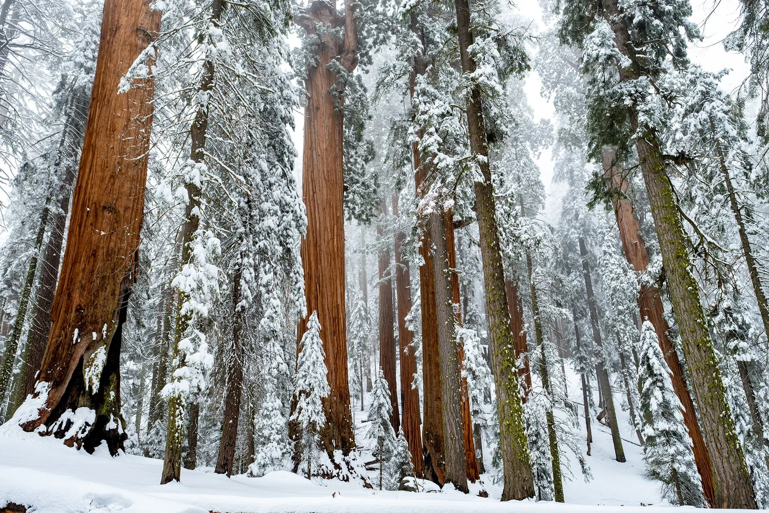 Sequoia National Park — photo 10