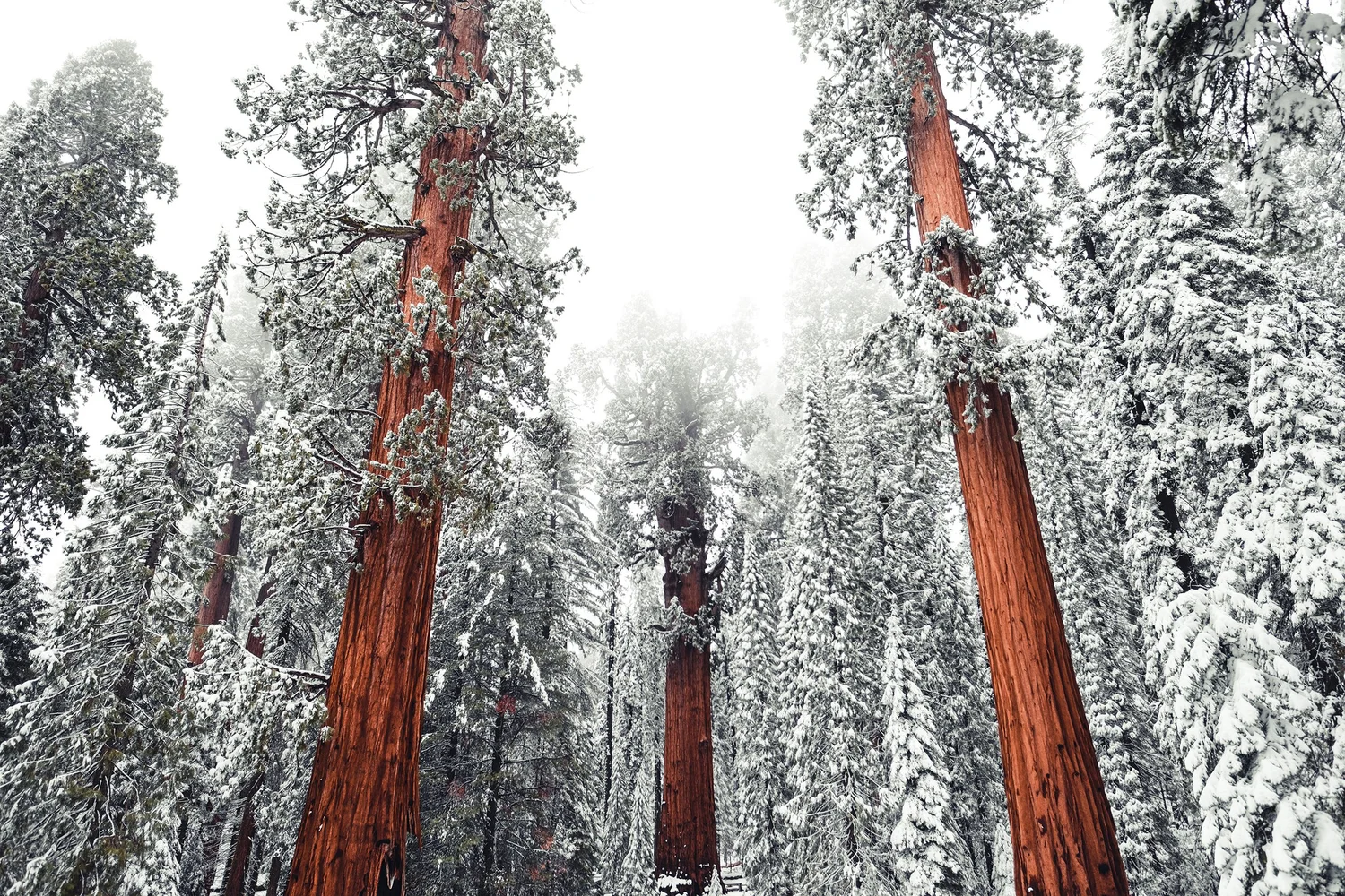 Sequoia National Park — photo 11