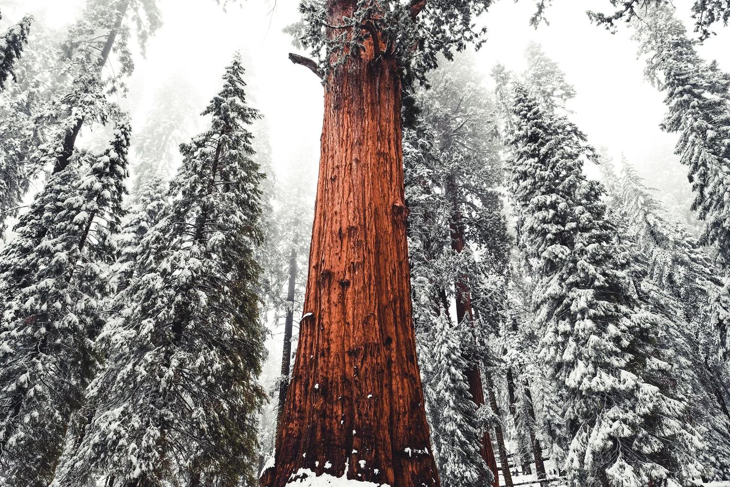 Sequoia National Park — photo 12