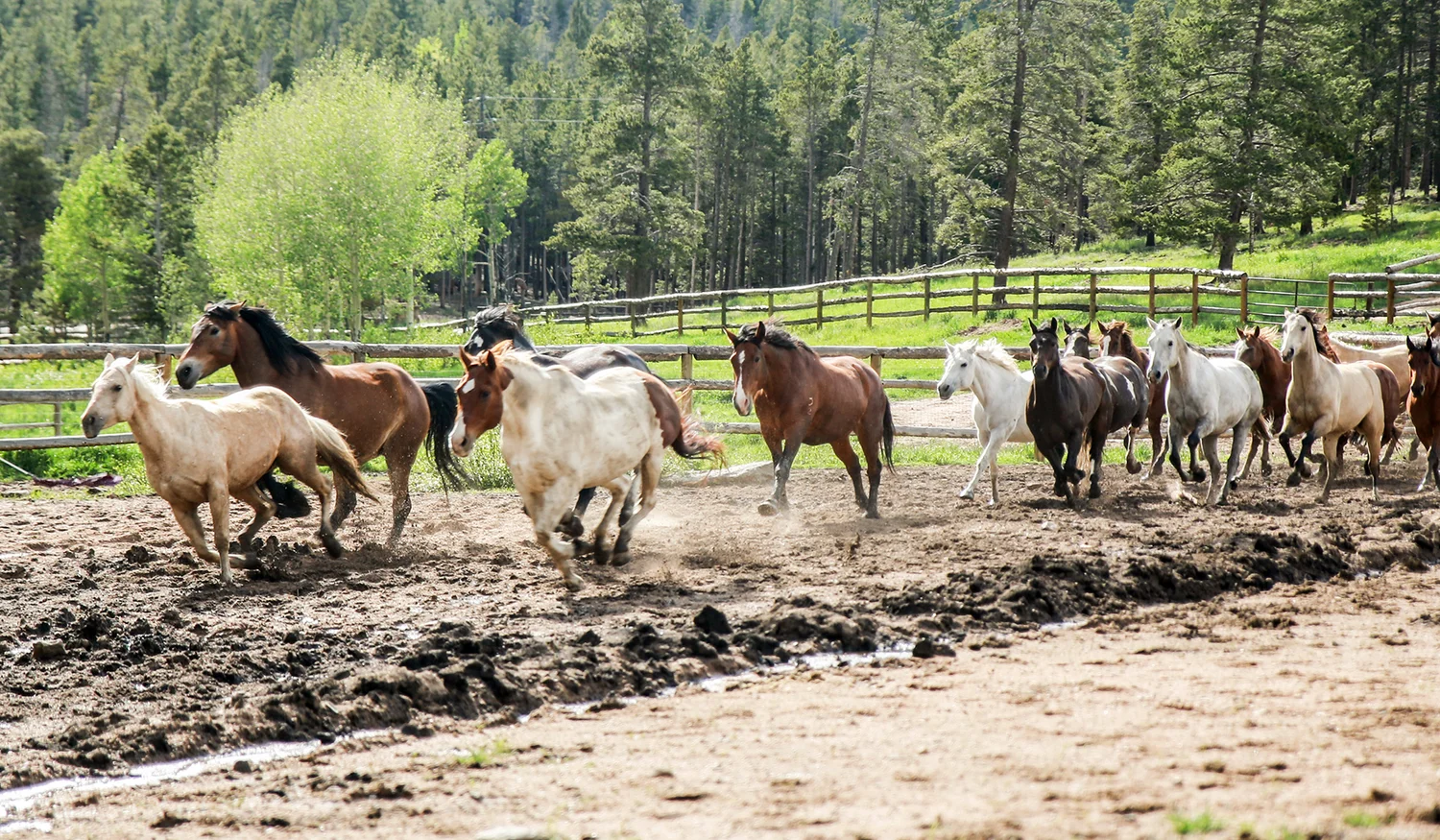 Western Pleasure Guest Ranch — photo 9