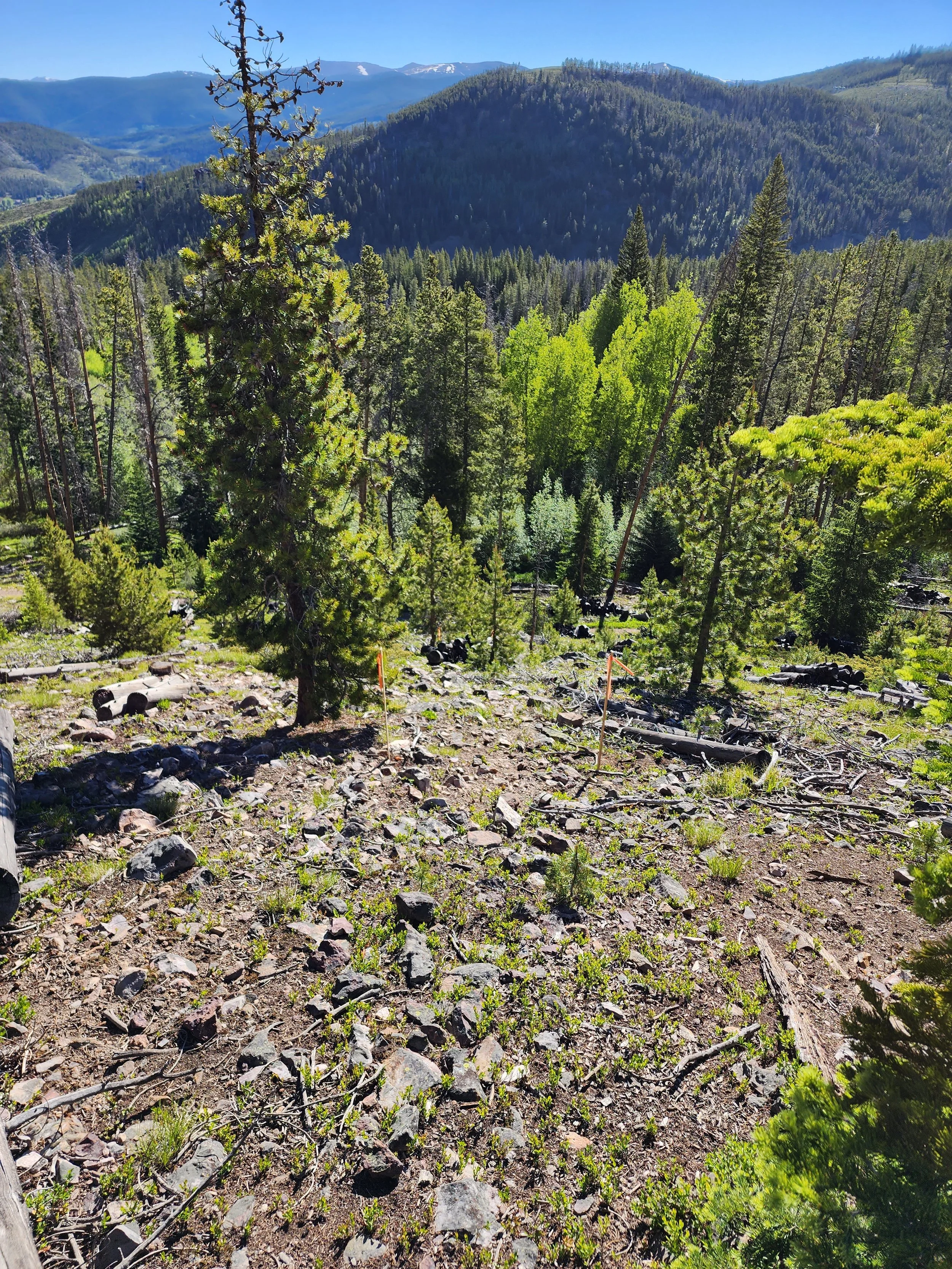 Mountain landscape with forest and rocky ground