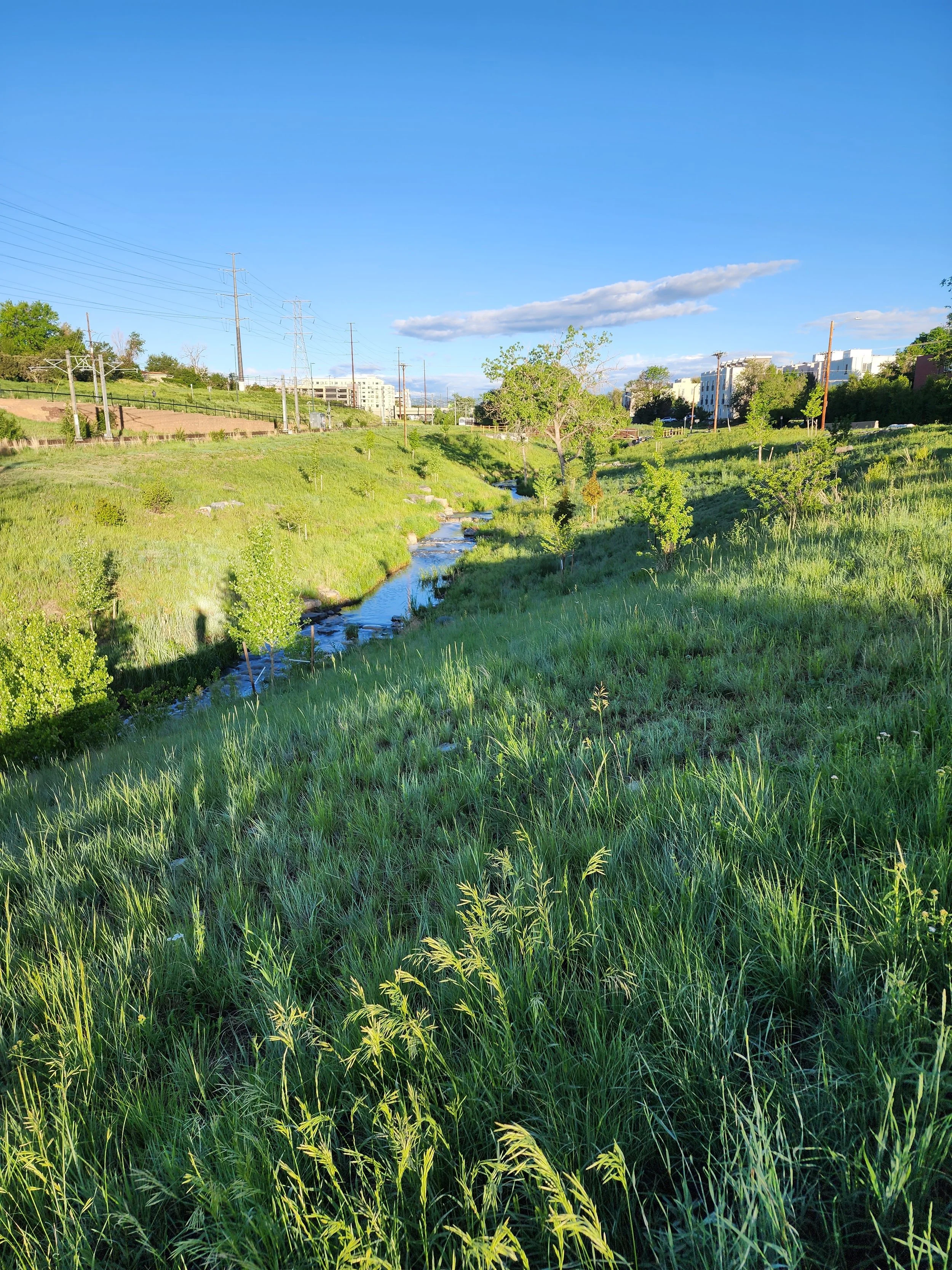 Restored creek with trees under bright blue sky